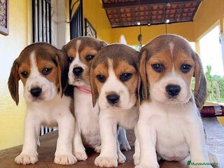 Beagle perros CACHORRITOS DE BEAGLE BEBÉS - Anuncio 1