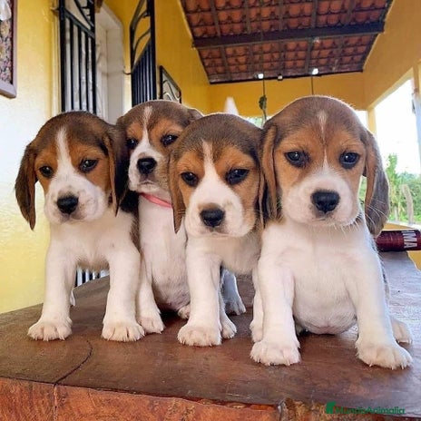 Beagle perros CACHORRITOS DE BEAGLE BEBÉS - Anuncio 1