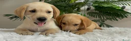 Labrador Retriever perros en venta: LABRADOR RETRIEVER  - Anuncio 16