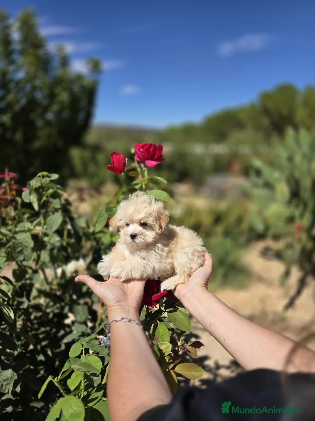 Maltipoo perros en venta: Maltipoo Toy disponibles !!! TOY - Anuncio 2