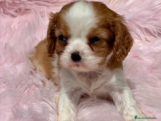 Cavalier King Charles Spaniel perros en Barcelona - Anuncio 38