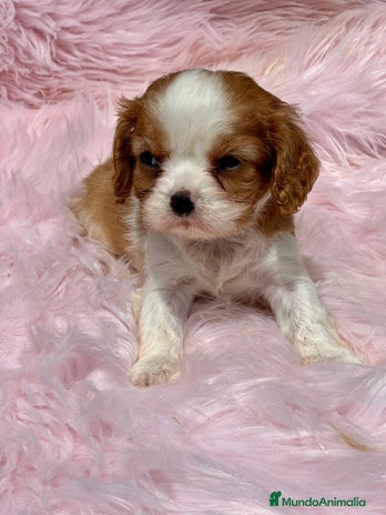 Cavalier King Charles Spaniel perros en Barcelona - Anuncio 13