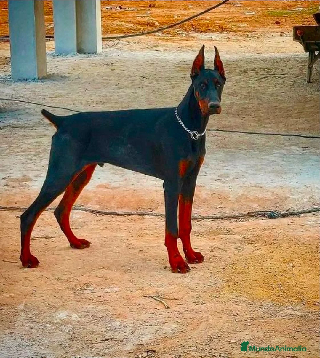 Dobermann perros en venta: Doberman europeo  - Anuncio 1