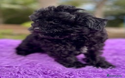 Maltipoo perros en venta: MALTIPOO TOY NEGRA DISPONIBLE - Imagen 3