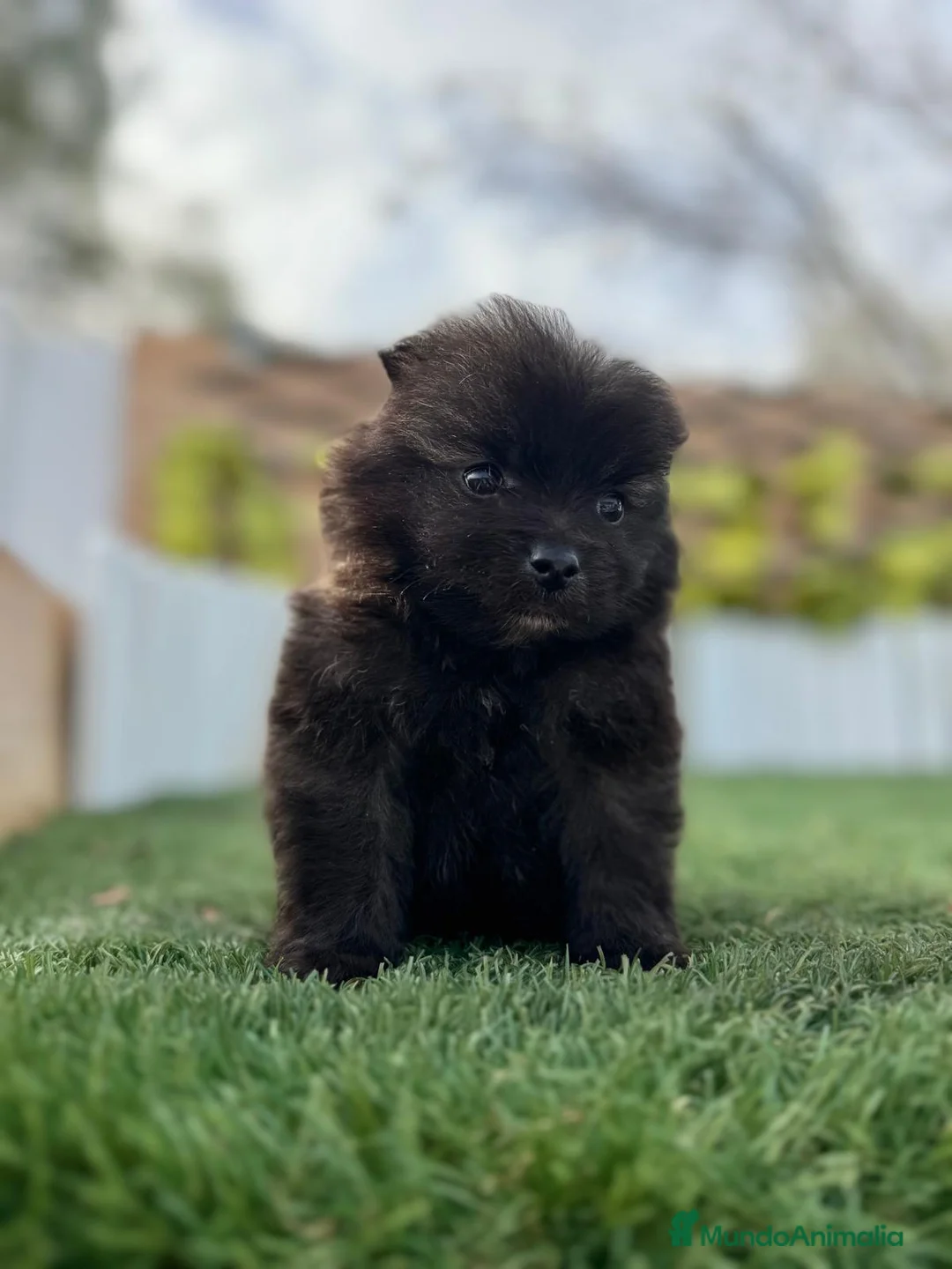 Pomerania perros en venta: POMERANIA MACHO - Anuncio 18