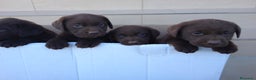 Labrador Retriever perros en venta: Cachorros de labrador chocolate top - Anuncio 10