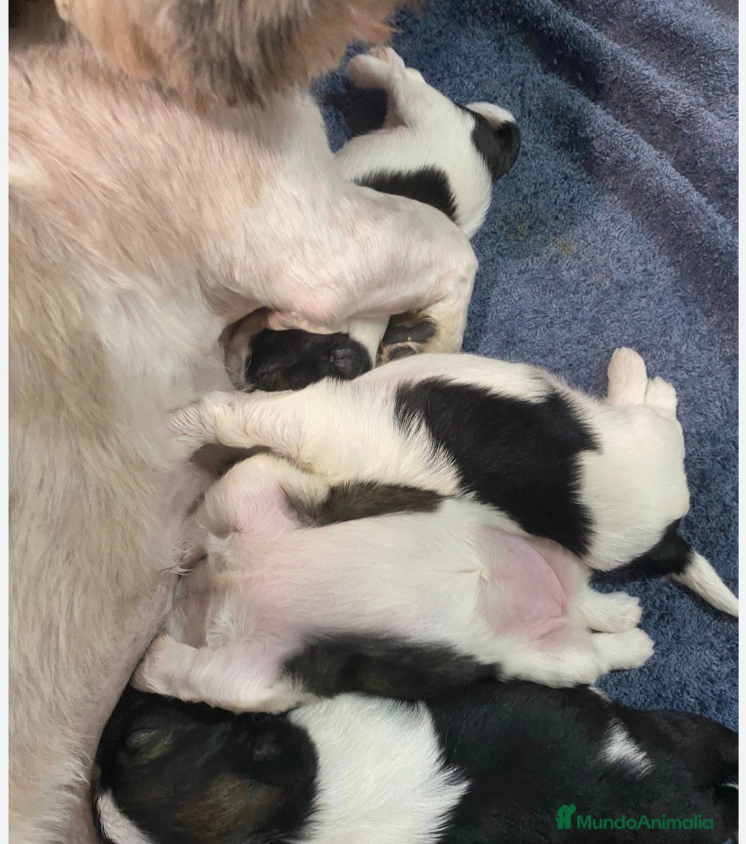 Shih Tzu perros en venta: Shitzu mini - Anuncio 8