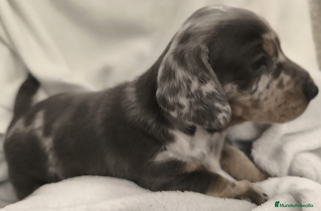 Teckel Miniatura perros en venta: Teckel miniatura Blue Merle blue y arlequín blue - Anuncio 4