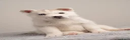 Husky Siberiano perros en venta: Husky Siberiano - Cachorros - Anuncio 1