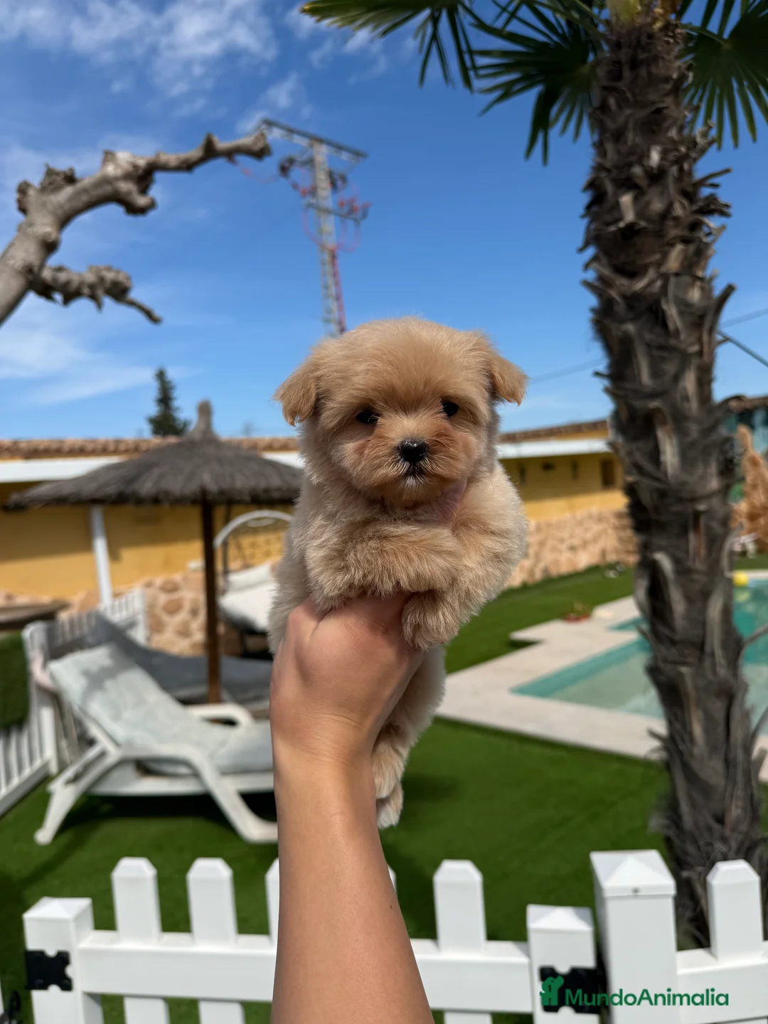 Maltipoo perros en venta: Excelentes cachorras de maltipoo - Anuncio 2