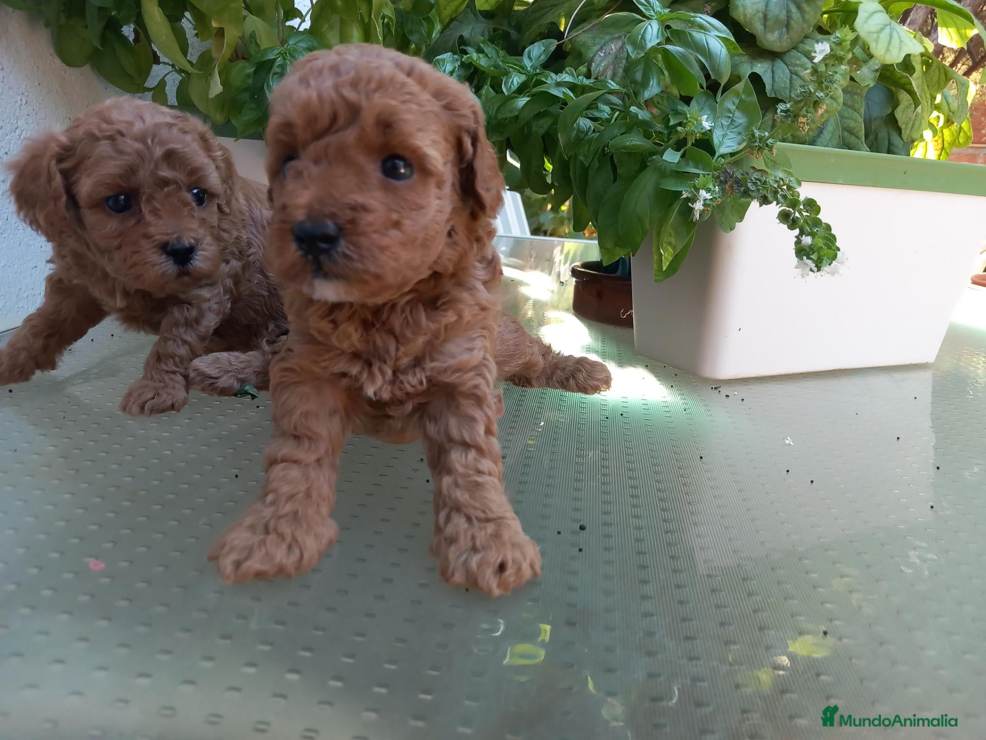 Caniche Toy perros Caniche toy - Anuncio 9