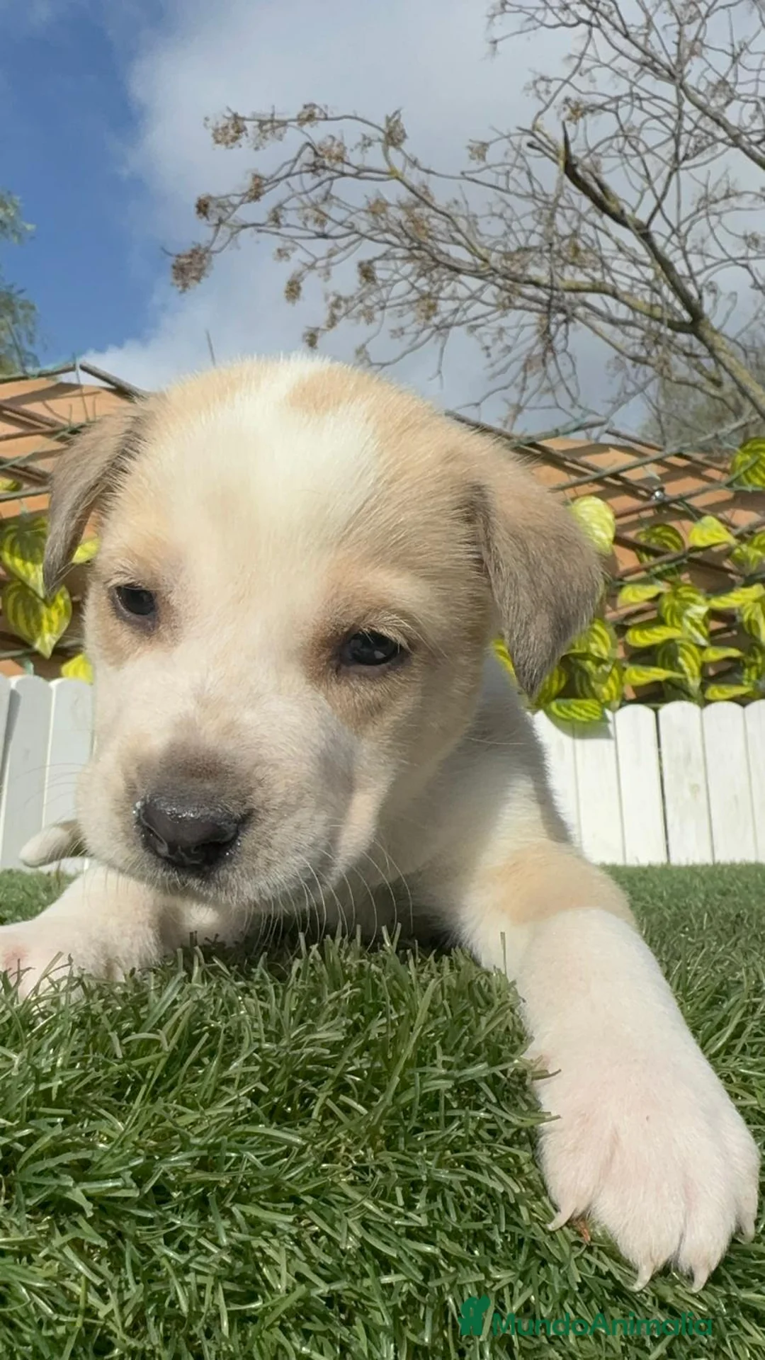 Mastín Español perros en venta: MASTIN ESPAÑOL - Anuncio 8