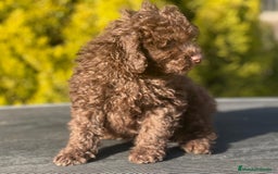 Caniche Toy perros en venta: Caniche toy chocolate  en Barcelona - Imagen 3