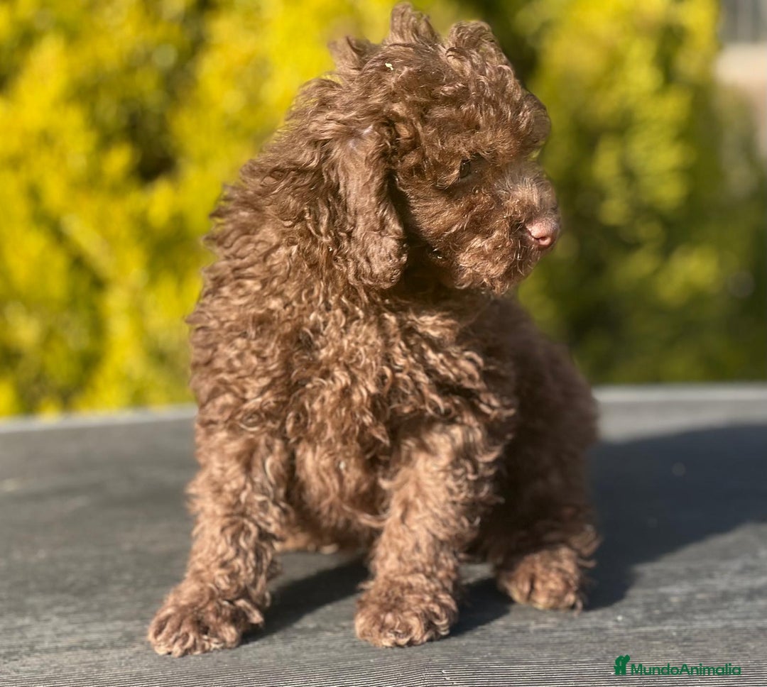 Caniche Toy perros en venta: Caniche toy chocolate  en Barcelona - Imagen 3