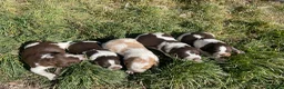 Épagneul Breton perros en venta: Epagneul breton - Anuncio 5