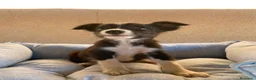Border Collie perros en venta: CACHORROS BORDER COLLIE LÍNEA DE TRABAJO  - Anuncio 2