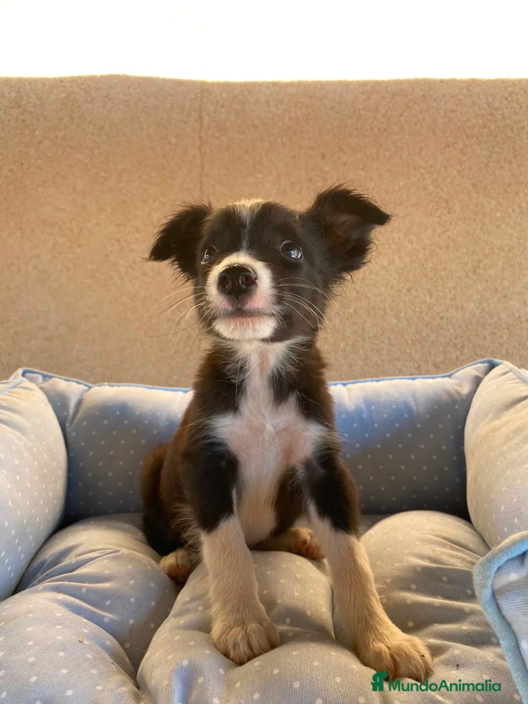 Border Collie perros en venta: CACHORROS BORDER COLLIE LÍNEA DE TRABAJO  - Anuncio 2