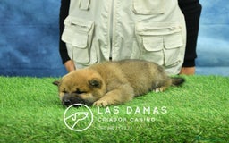 Shiba Inu perros en venta: SHIBA INU DISPONIBLES - Anuncio 3