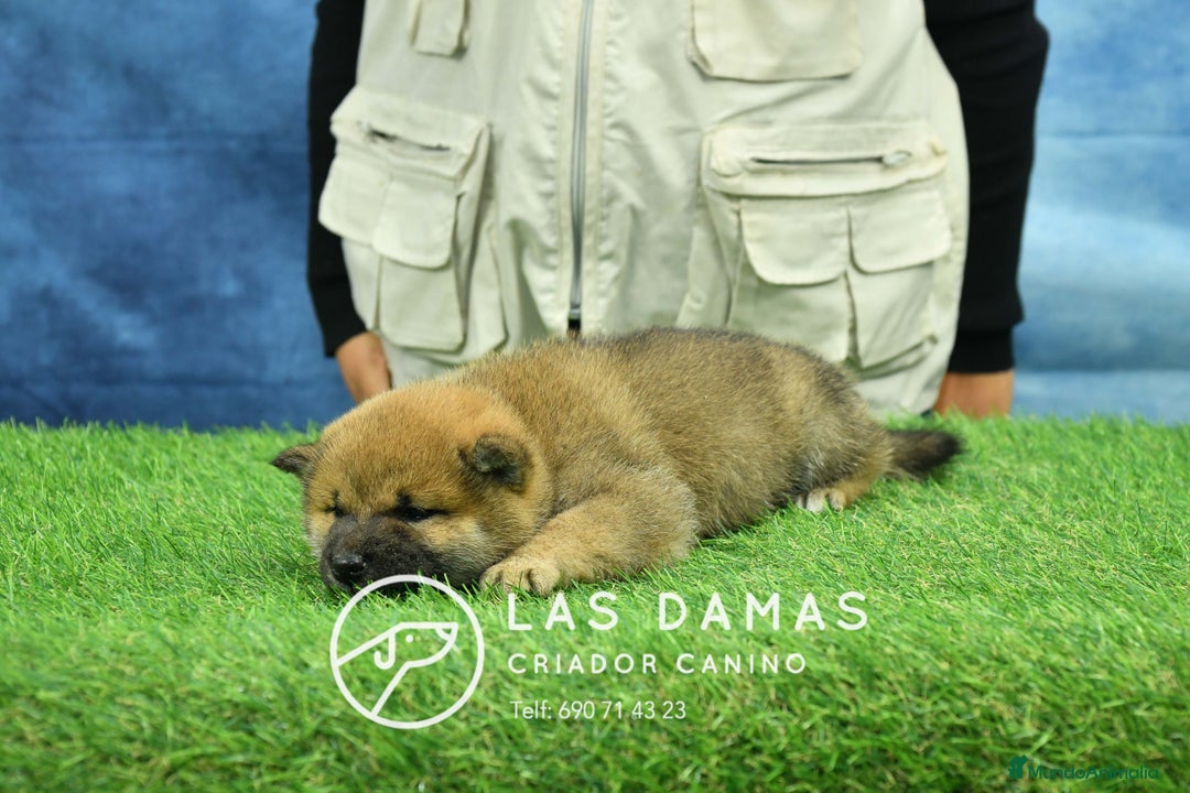 Shiba Inu perros en venta: SHIBA INU DISPONIBLES - Anuncio 3