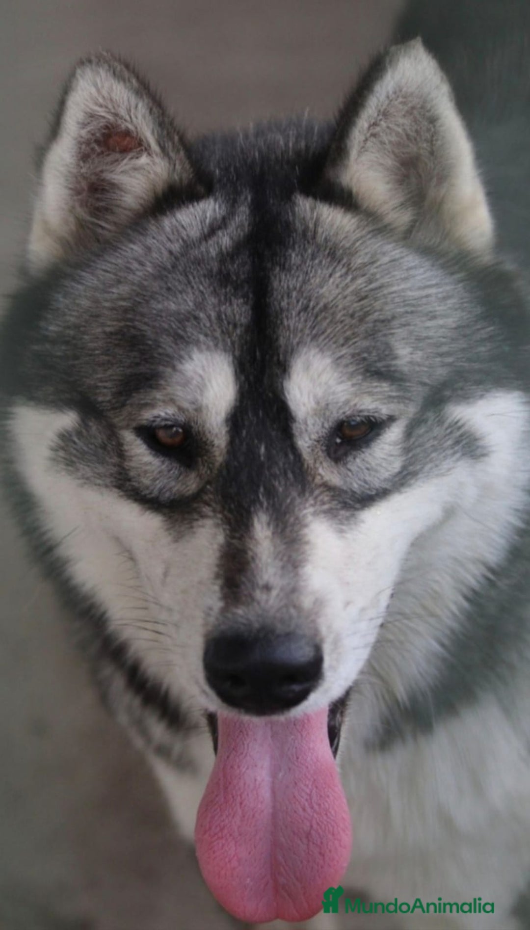 Husky Siberiano perros en adopcion: Husky siberiano en adopción responsable  - Anuncio 2