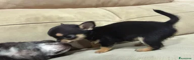 Chihuahua 2