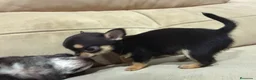 Chihuahua perros en venta: Chihuahuas toys cabeza de manzana  - Anuncio 2