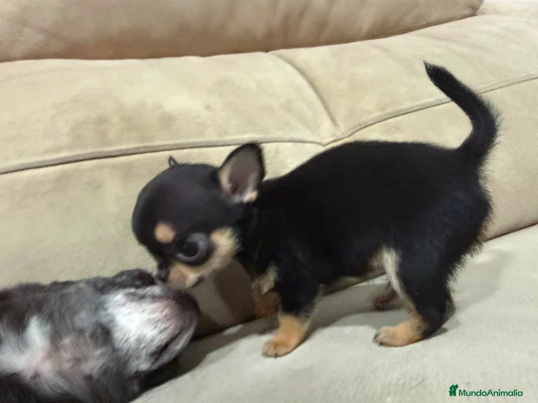 Chihuahua perros en venta: Chihuahuas toys cabeza de manzana  - Anuncio 2