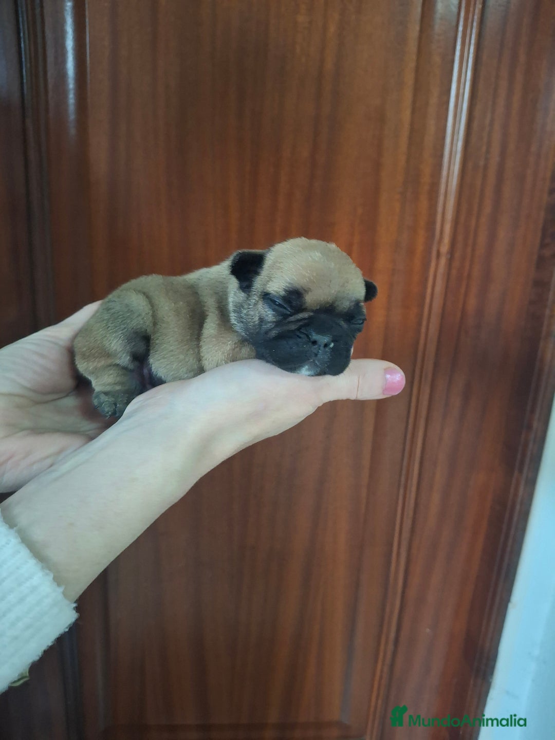 Bulldog Francés perros en venta: Bulldog frances fawn - Imagen 7
