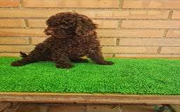 Caniche Enano perros en venta: Caniche - Imagen 6