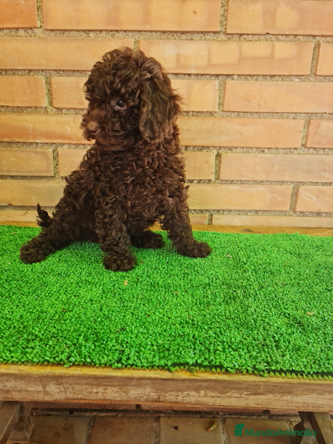 Caniche Enano perros en venta: Caniche - Imagen 6