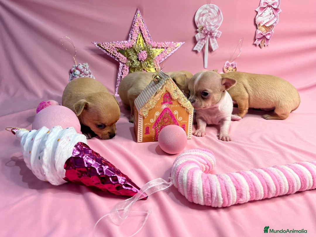 Chihuahua perros en venta: Chihuhua cabeza de manzana - Anuncio 1