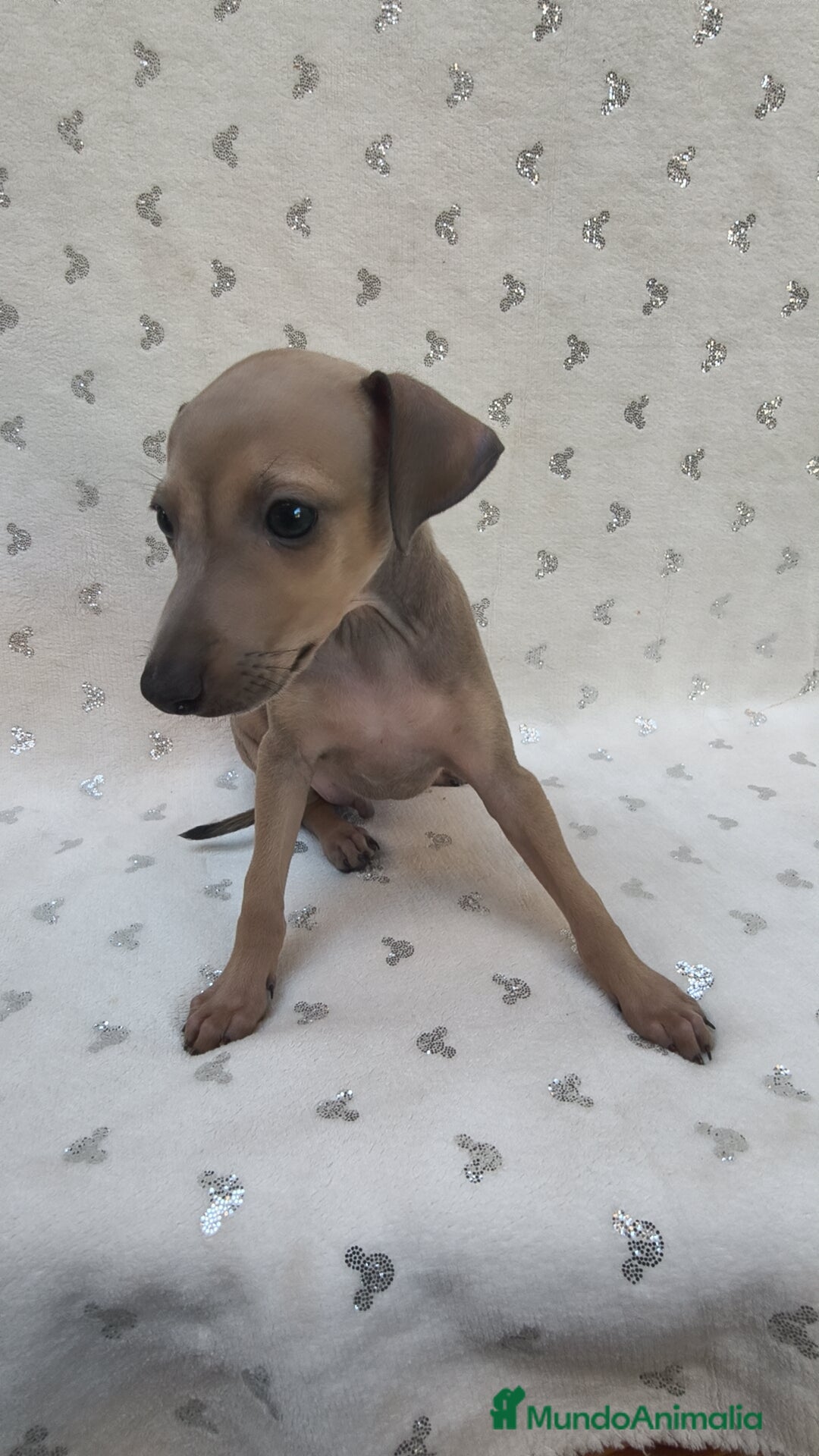 Pequeño Lebrel Italiano perros en venta: Pequeño lebrel Italiano Piccolo  - Imagen 5