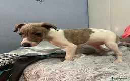 Pequeño Lebrel Italiano perros en venta: Piccolo italiano  - Imagen 12