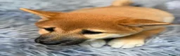 Shiba Inu perros en venta: Macho Shiba inu - Anuncio 2