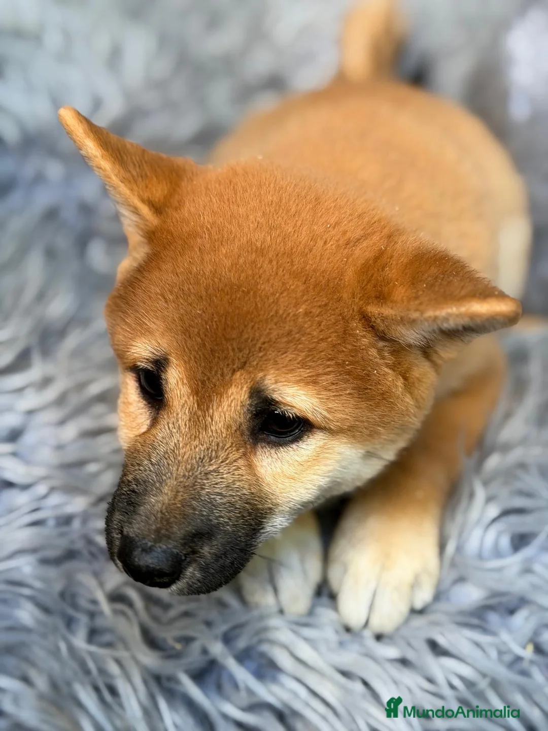 Shiba Inu perros en venta: Macho Shiba inu - Anuncio 2