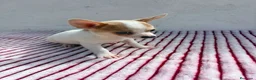 Chihuahua perros en venta: Chihuahua toy  - Anuncio 3