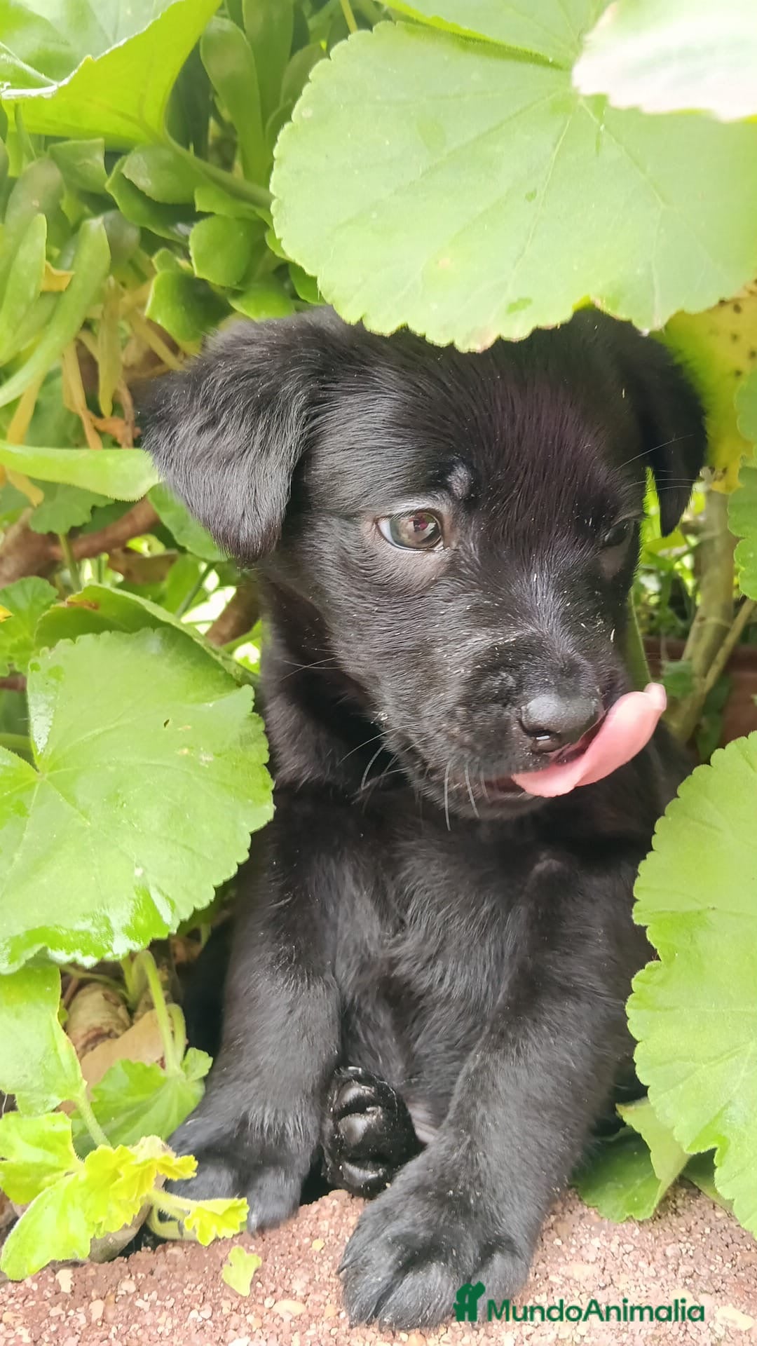 Labrador Retriever perros Labrador retriever negro - Anuncio 2