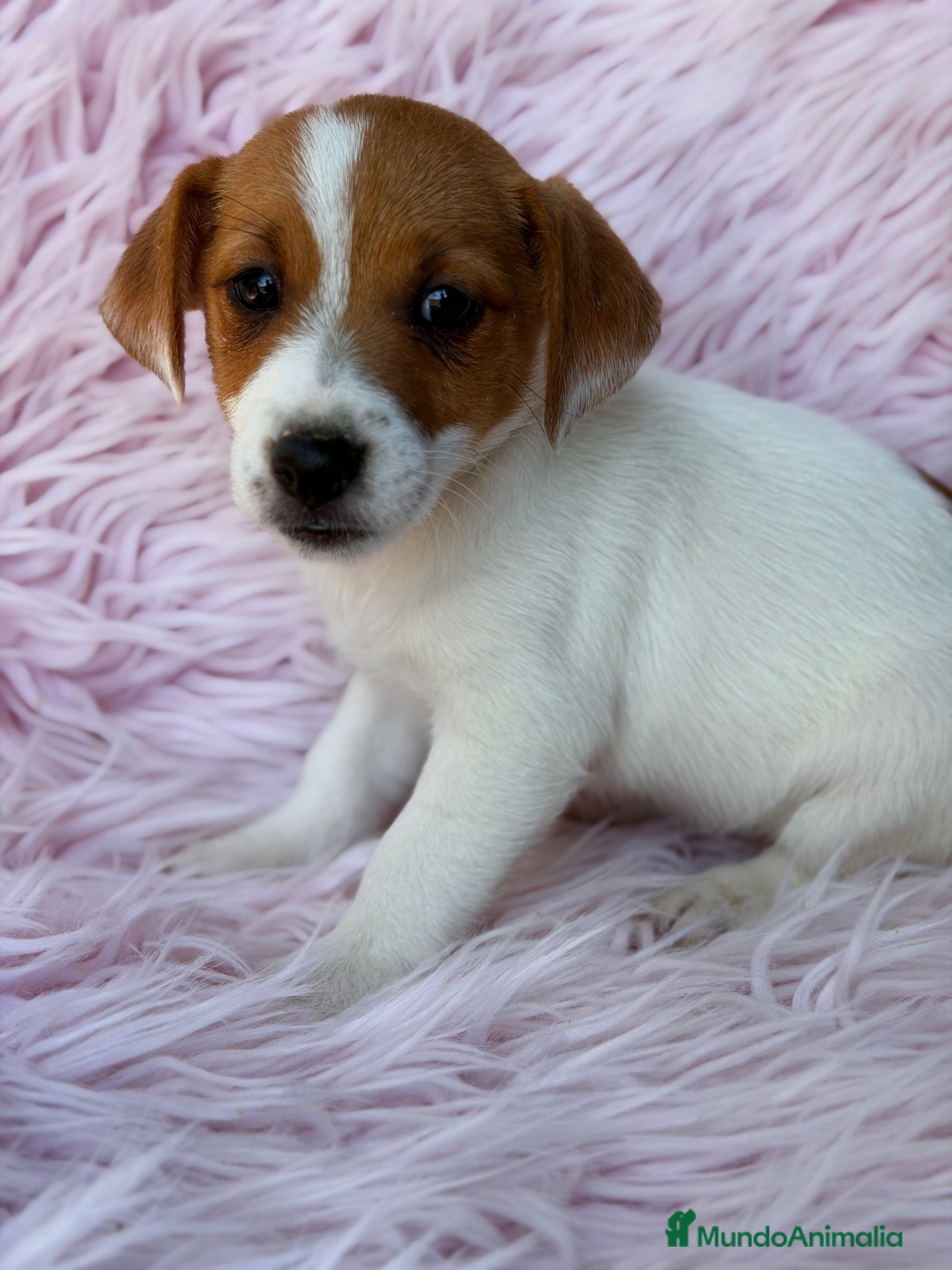 Jack Russell Terrier perros Jack Russell  - Anuncio 1