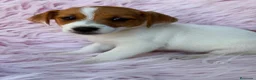 Jack Russell Terrier perros en venta: Jack Russell  - Anuncio 1