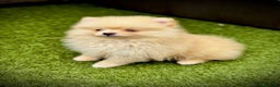 Pomerania perros en venta: Pomerania toy - Anuncio 3