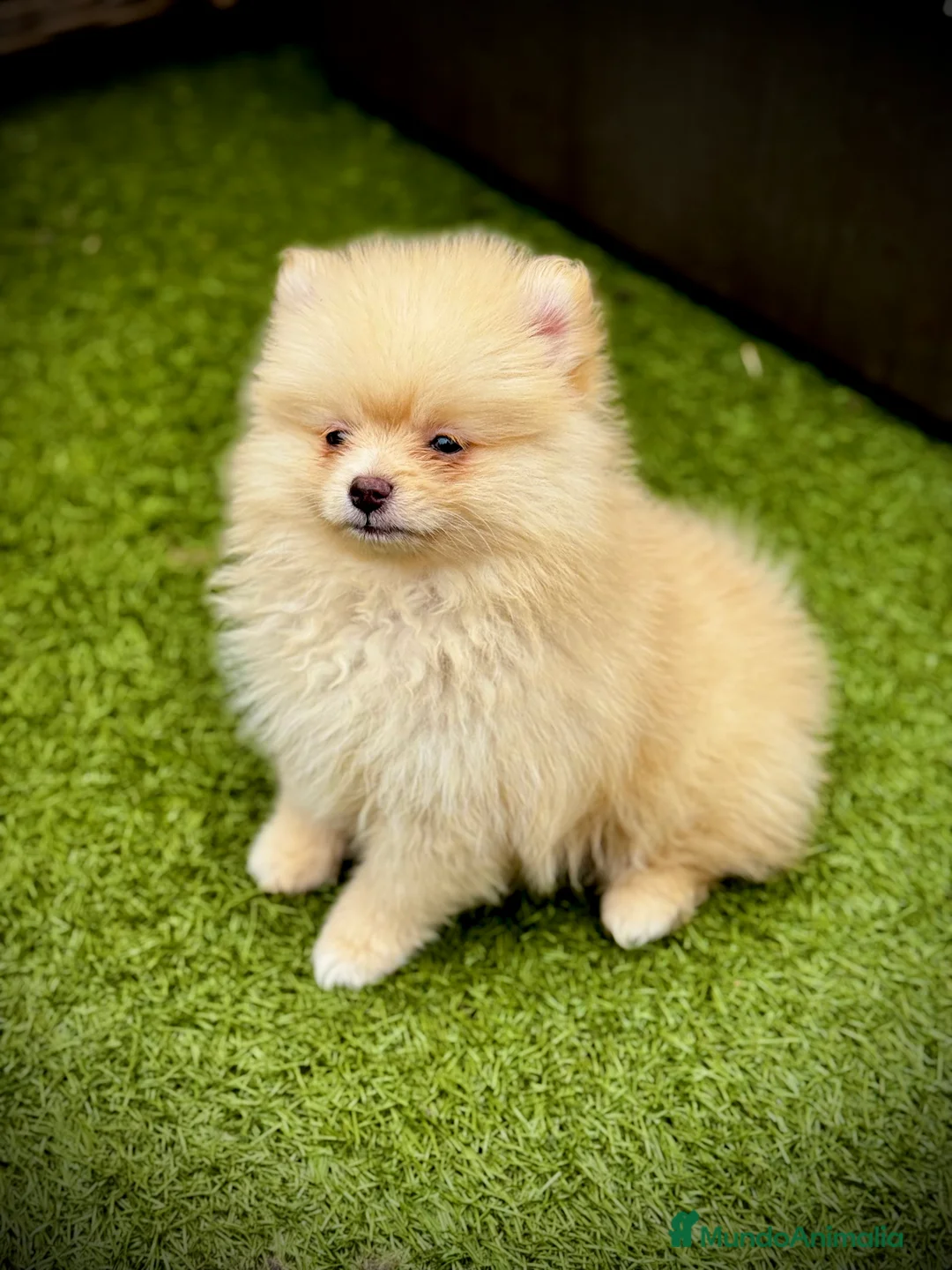 Pomerania perros en venta: Pomerania toy - Anuncio 3