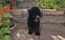 Caniche Enano perros en venta: Caniches enanos color plata - Imagen 2