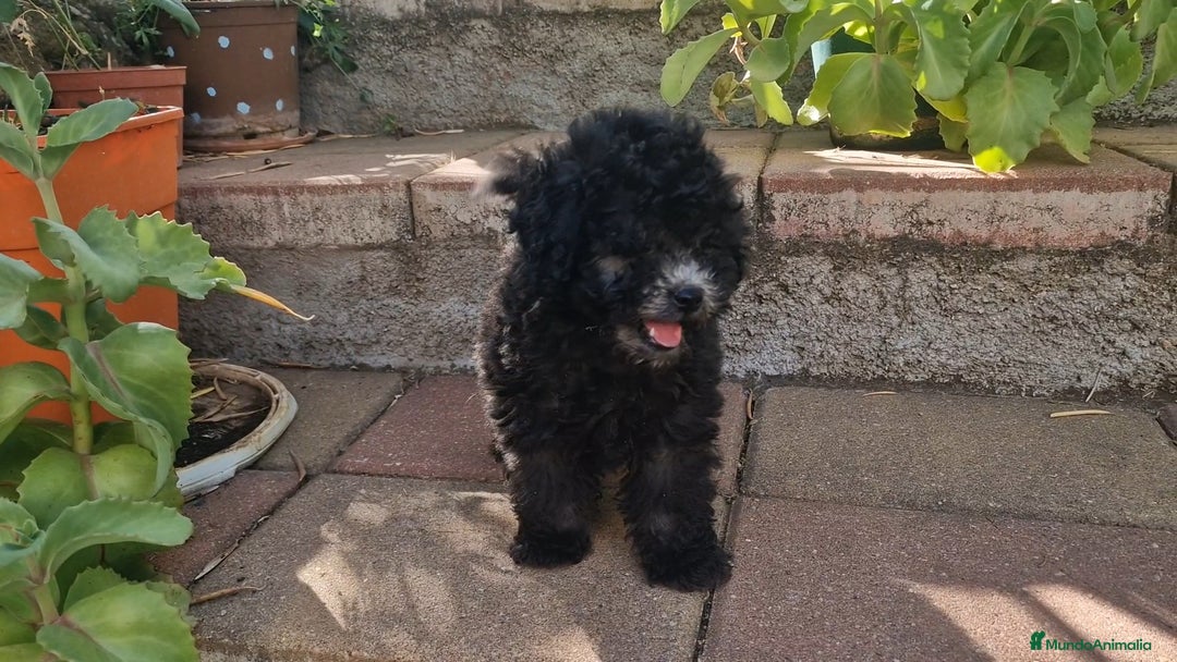 Caniche Enano perros en venta: Caniches enanos color plata - Imagen 2