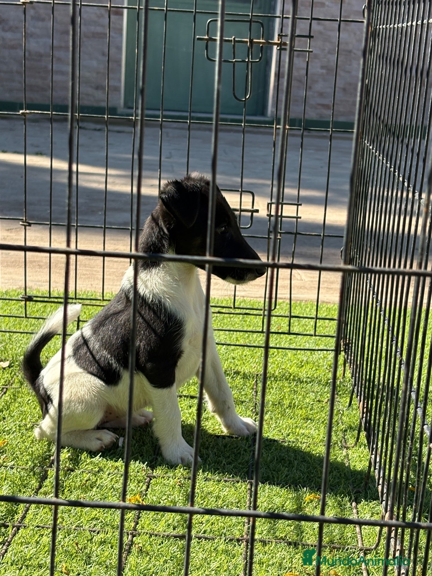 Fox Terrier de Pelo Liso perros en venta: Cachorra fox pelo liso  - Anuncio 2