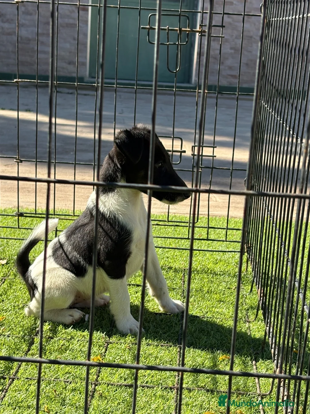 Fox Terrier de Pelo Liso perros en venta: Cachorra fox pelo liso  - Anuncio 1