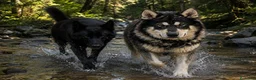 Perro Lobo Checoslovaco perros en venta: PERRO LOBO - Anuncio 3