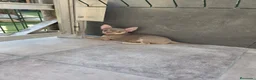 Chihuahua perros en venta: Chihuahua línea rusa machos  - Anuncio 4