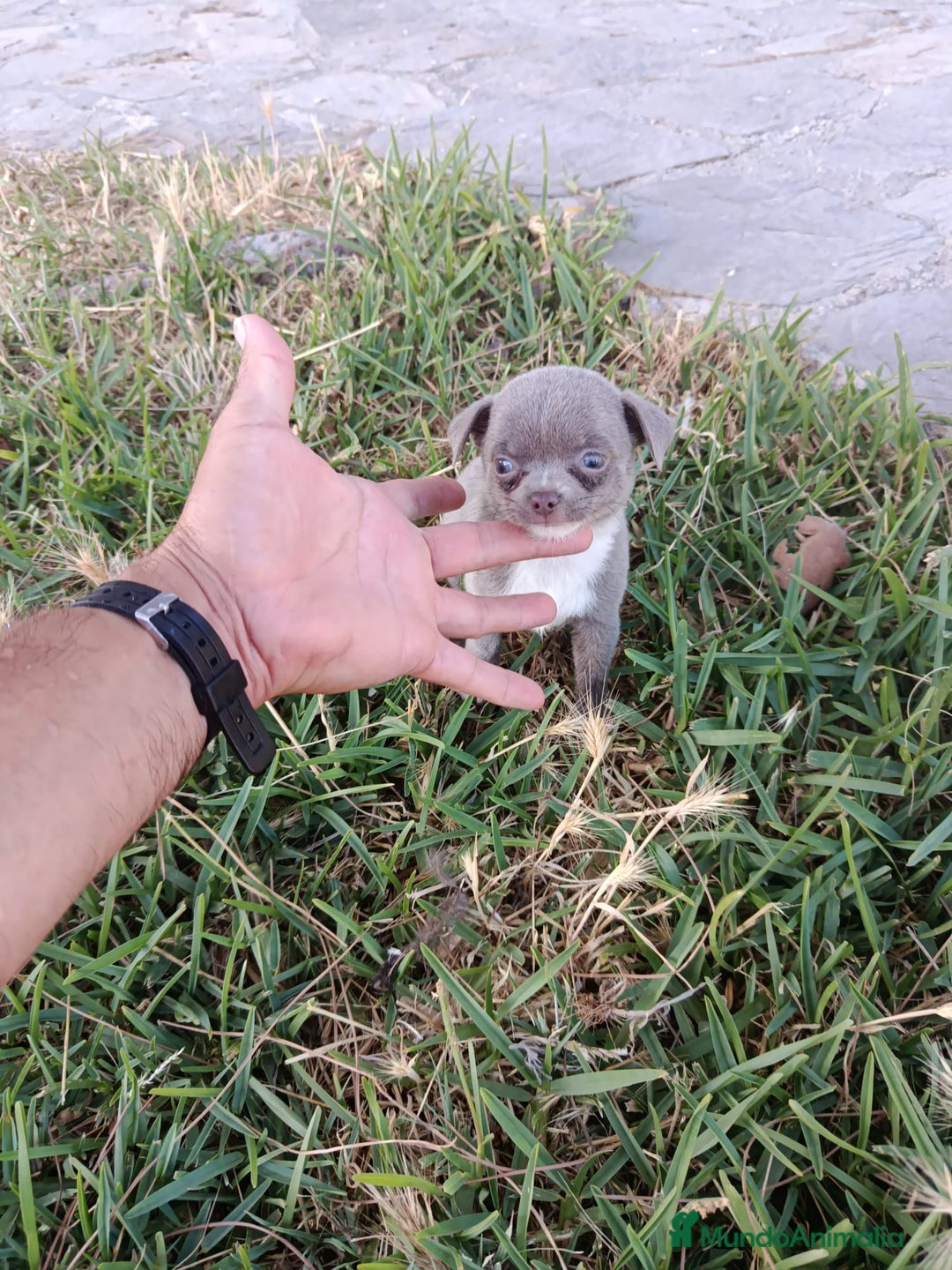 Chihuahua perros en venta: 🐶✨ Cachorros Chihuahua de Línea Exclusiva ✨🐶 - Imagen 7