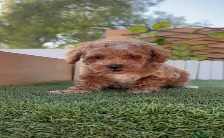 Caniche Toy perros - Anuncio 1