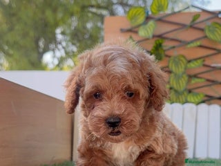 Caniche Toy perros - Anuncio 7